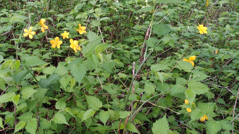 ヤマブキの花 東京都大田区平和の森公園