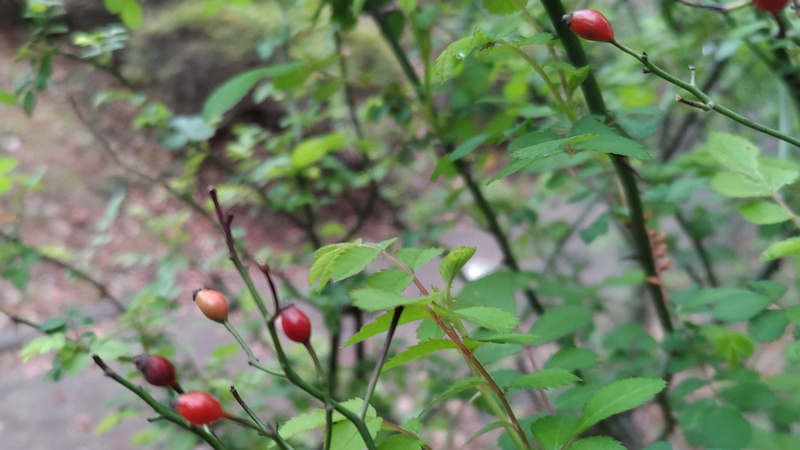 ノイバラの果実 東京都大田区平和の森公園