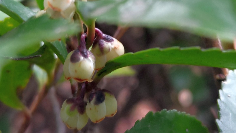 ヒサカキの花 東京都大田区平和の森公園
