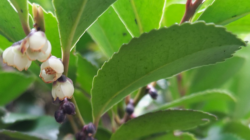 ヒサカキの花 東京都大田区平和の森公園