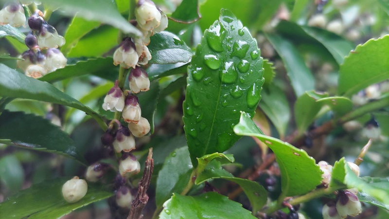 ヒサカキの花 東京都大田区平和島公園