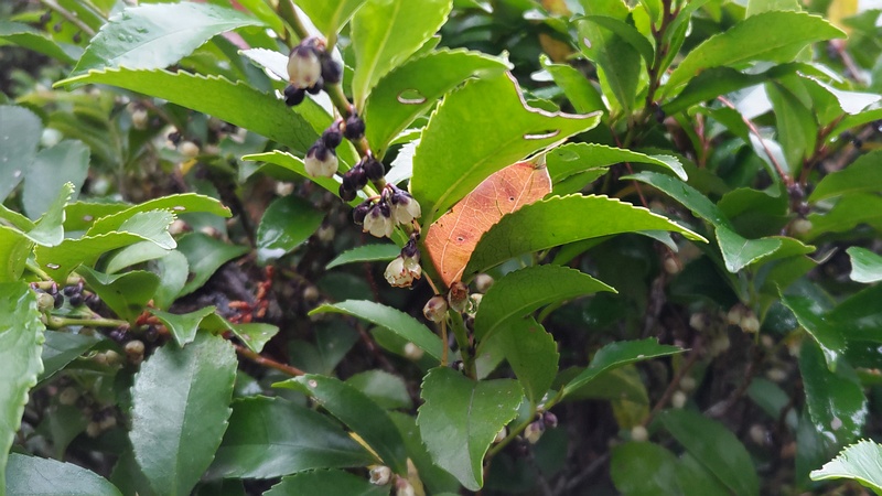 ヒサカキの花と果実 東京都大田区平和島公園