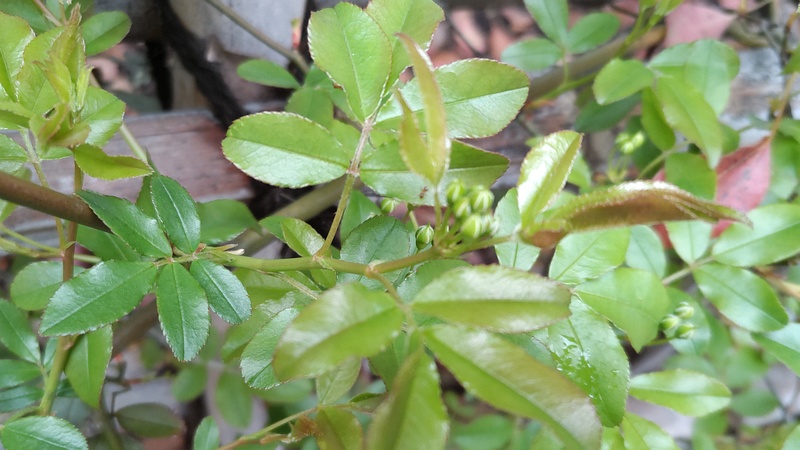 ノイバラの蕾 東京都大田区平和の森公園
