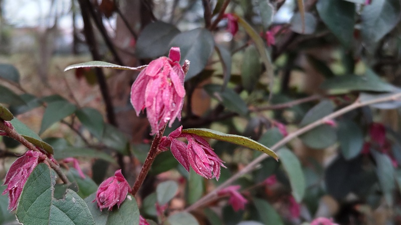 アカバナトキワマンサクの花 東京都大田区平和の森公園