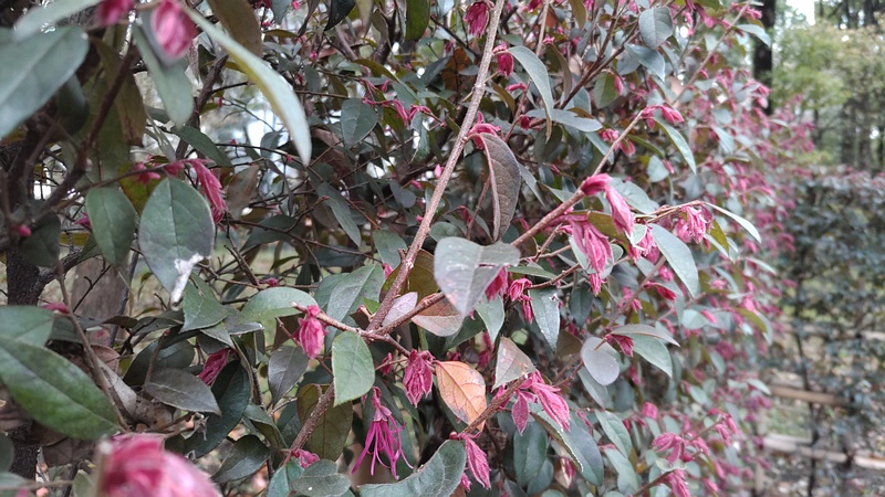 アカバナトキワマンサクの花 東京都大田区平和の森公園