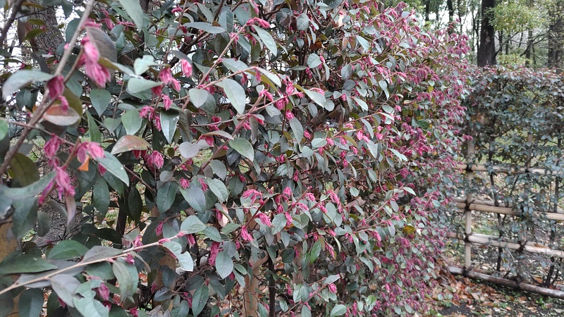 アカバナトキワマンサクの花 東京都大田区平和の森公園