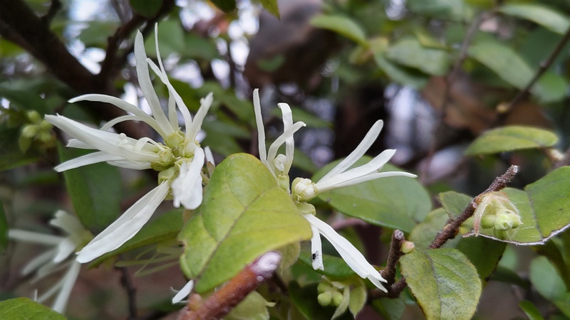 トキワマンサクの花 東京都大田区平和の森公園
