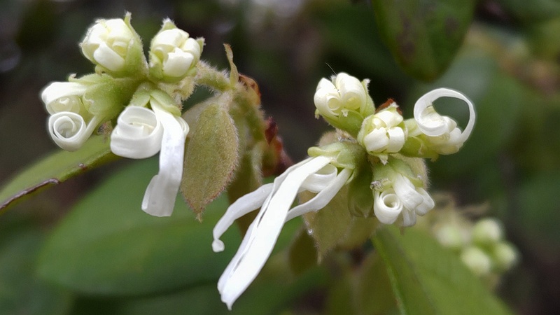 トキワマンサクの蕾と花 東京都大田区平和の森公園