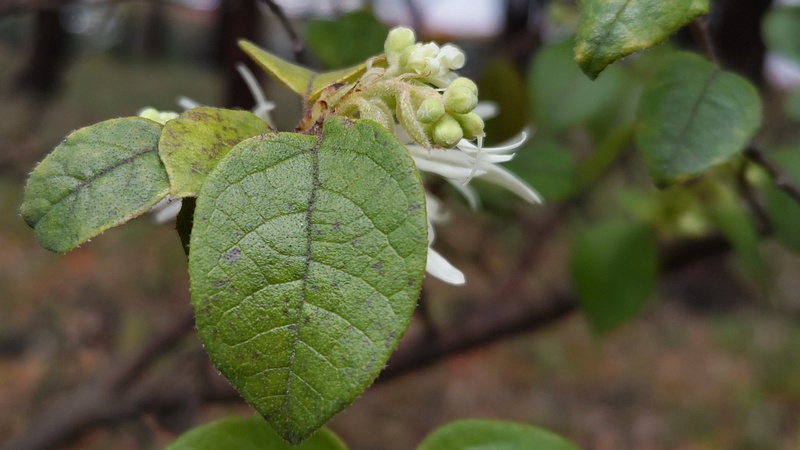 トキワマンサクの蕾 東京都大田区平和の森公園