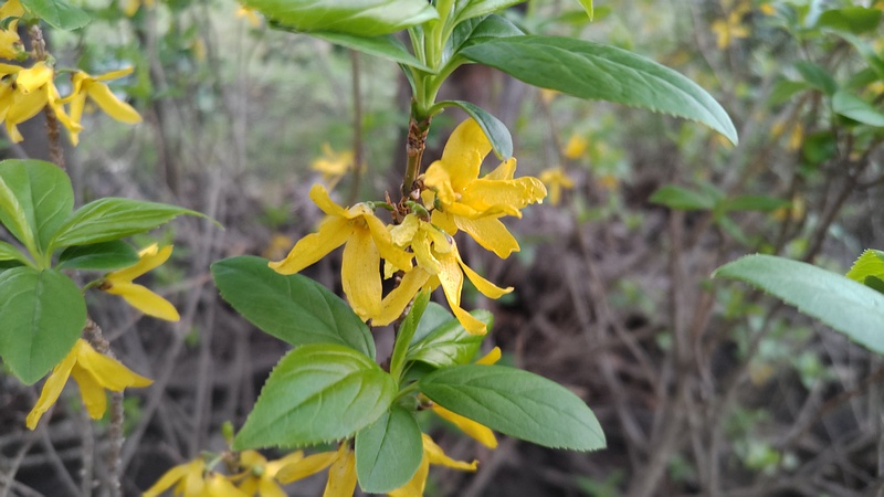 レンギョウの花 東京都大田区平和の森公園