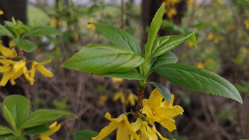 レンギョウの花 東京都大田区平和の森公園
