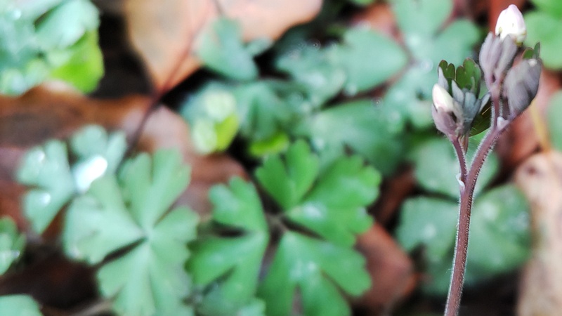 ヒメウズの蕾 東京都大田区平和島公園