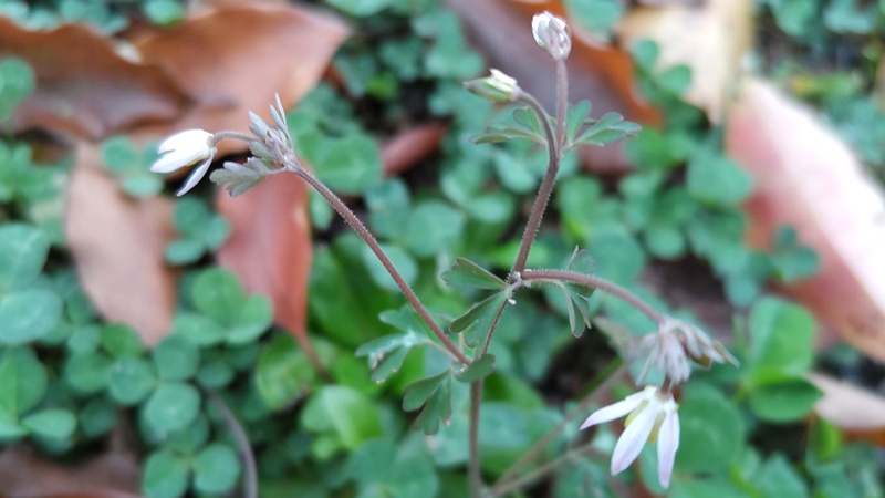 ヒメウズの花 東京都大田区平和島公園