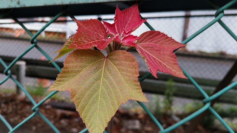 アカメガシワ 東京都大田区平和島公園