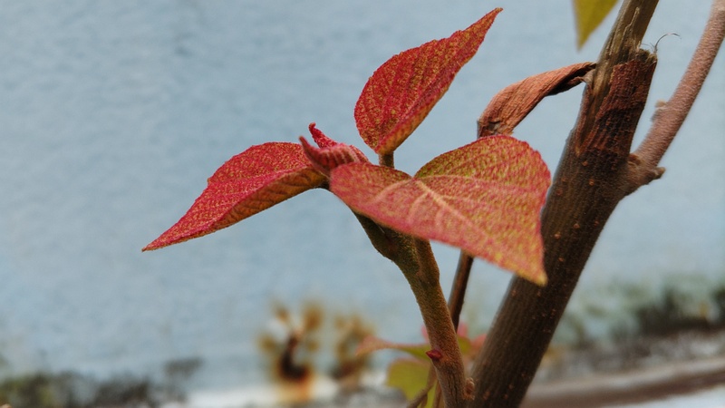 アカメガシワ 東京都大田区平和島公園