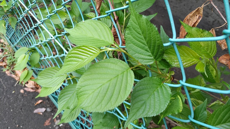 オオシマザクラ 東京都大田区平和島公園
