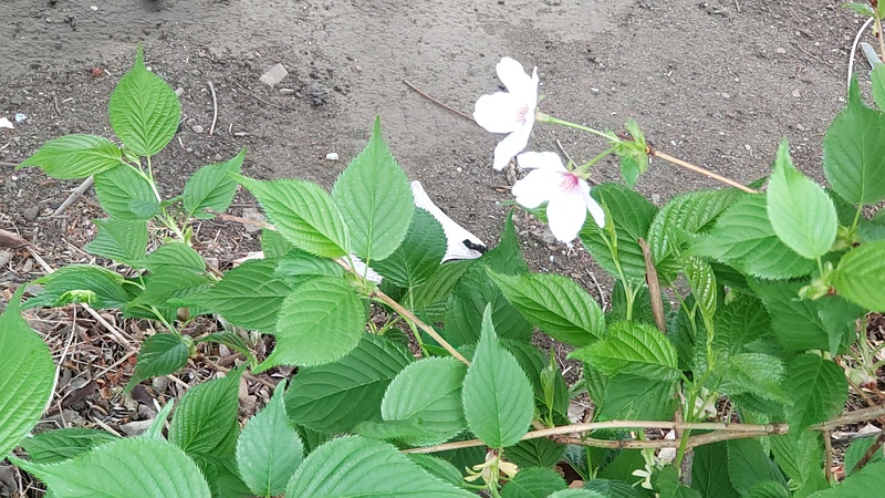 オオシマザクラ 東京都大田区平和島公園