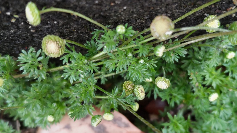 マメカミツレの花 東京都大田区平和島公園