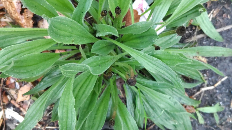 ヘラオオバコの蕾 東京都大田区大和大橋