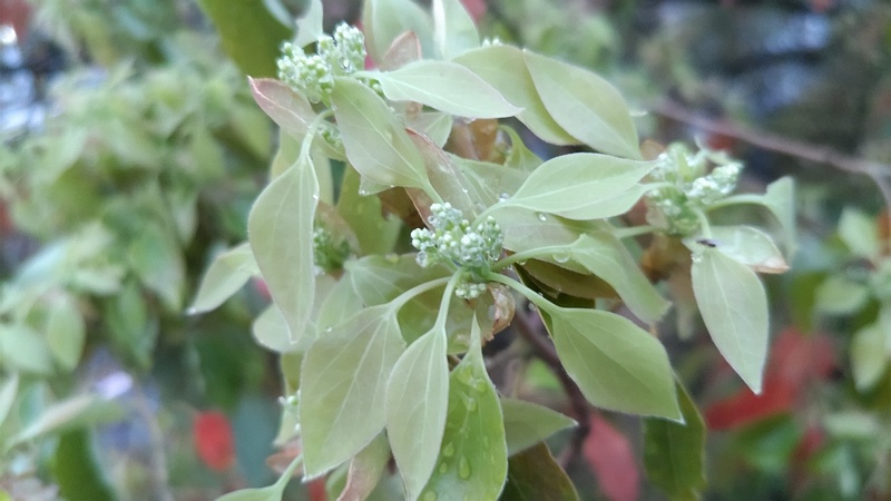 クスノキの蕾 東京都大田区平和島公園