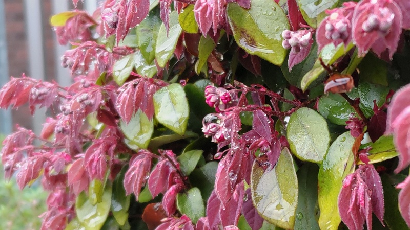 アカバナトキワマンサクの花と蕾 横浜市泉区和泉町