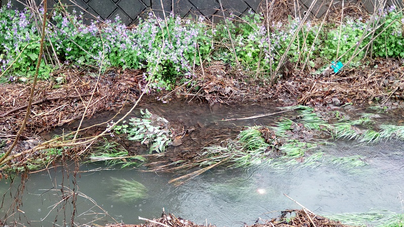 オオアラセイトウ 横浜市泉区和泉町