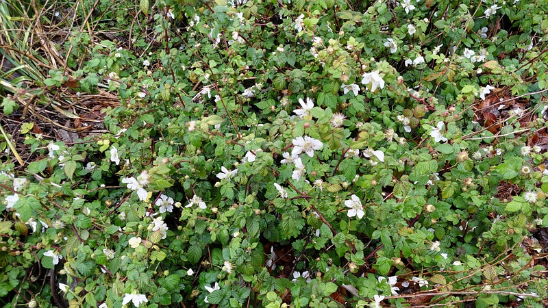 クサイチゴの花 横浜市泉区和泉町