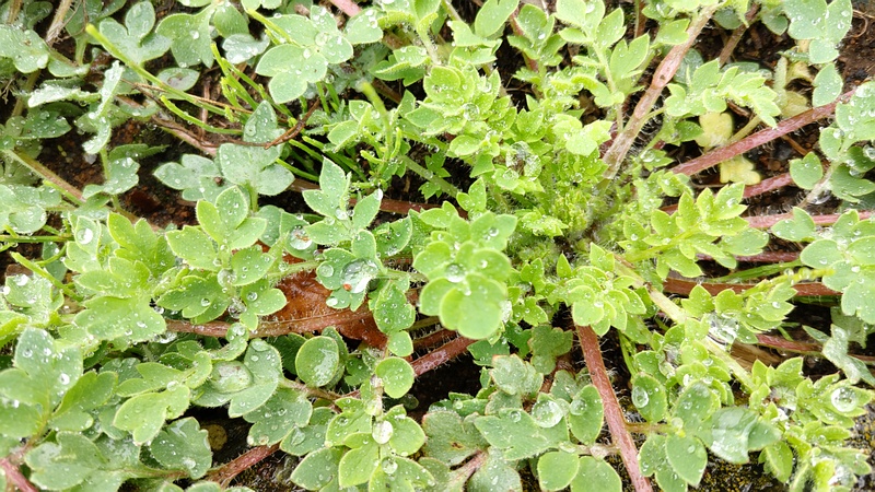 ナガミヒナゲシのロゼット葉 横浜市泉区和泉町