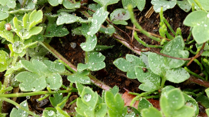 ナガミヒナゲシのロゼット葉 横浜市泉区和泉町