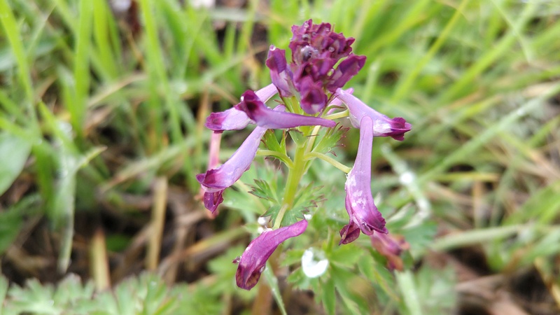ムラサキケマンの花 横浜市泉区和泉町