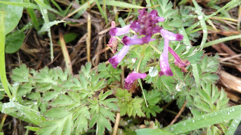 ムラサキケマンの花 横浜市泉区和泉町