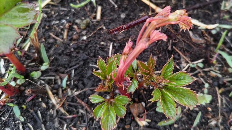 ヤブガラシの新芽 横浜市泉区和泉町
