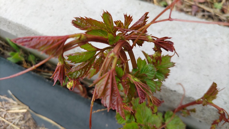ヤブガラシの新芽 横浜市泉区和泉町