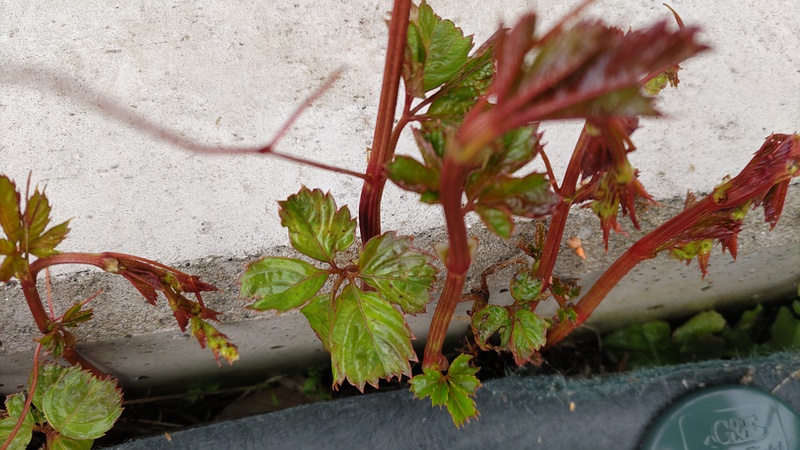 ヤブガラシの新芽 横浜市泉区和泉町