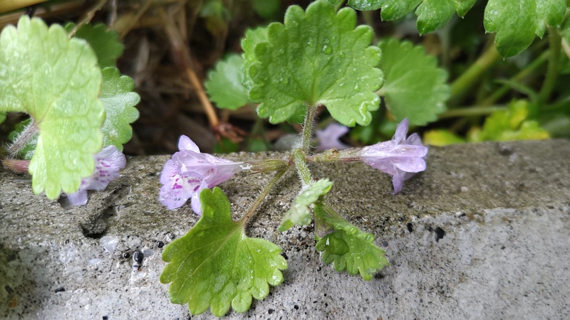 カキドオシの花 横浜市泉区和泉町