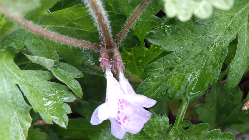 カキドオシの花 横浜市泉区和泉町