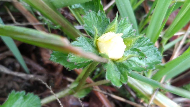 ヤブヘビイチゴの蕾 横浜市泉区和泉町