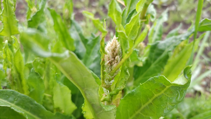 スイバの蕾 横浜市泉区和泉町