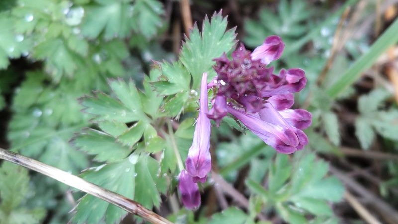 ムラサキケマンの花 横浜市泉区和泉町
