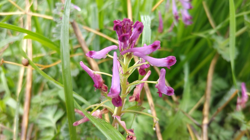 ムラサキケマンの花 横浜市泉区和泉町