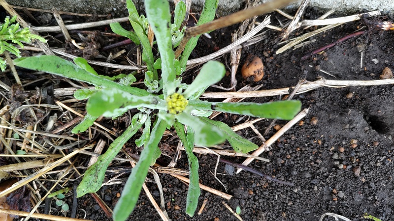 ハハコグサ 横浜市泉区和泉町