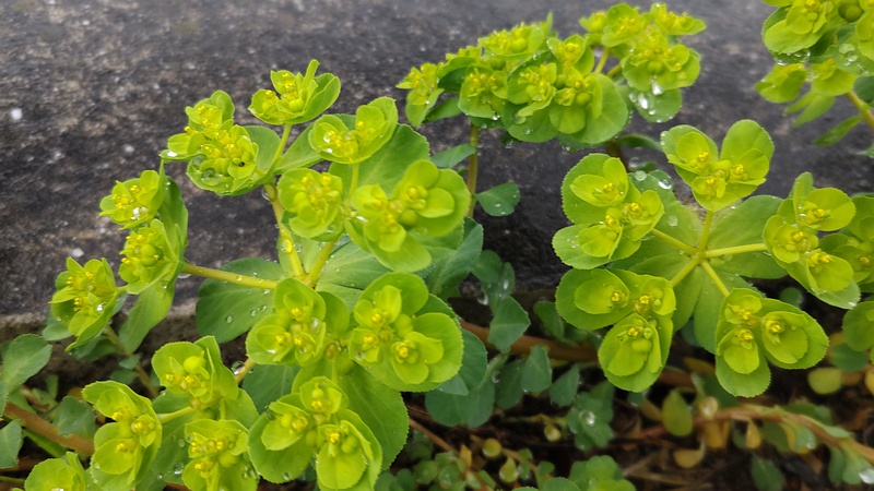 トウダイグサの花 横浜市泉区和泉町