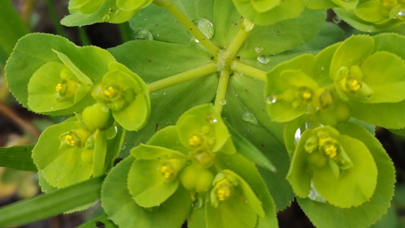 トウダイグサの花 横浜市泉区和泉町