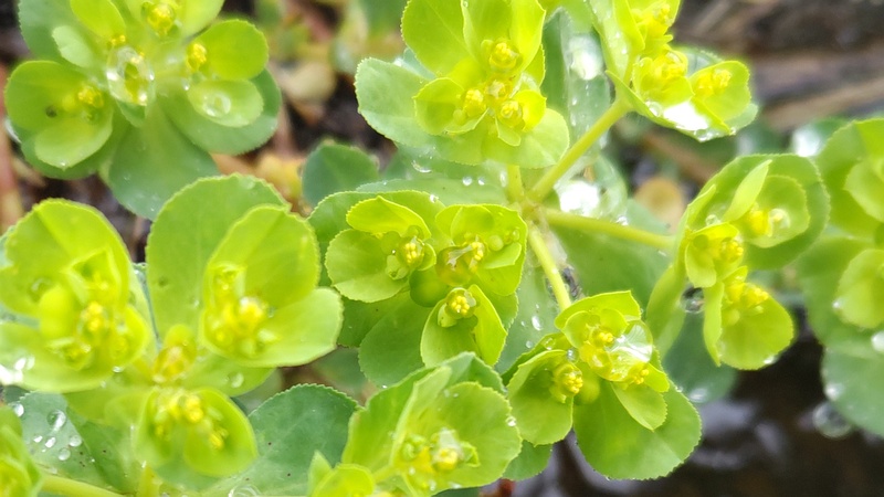 トウダイグサの花 横浜市泉区和泉町