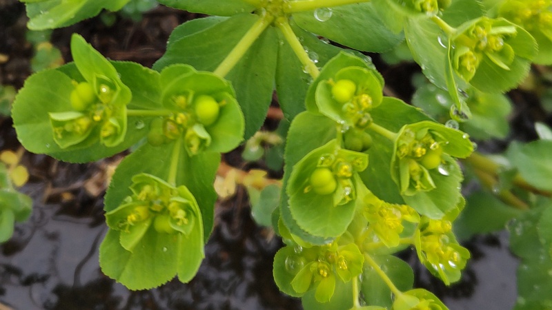 トウダイグサの花 横浜市泉区和泉町