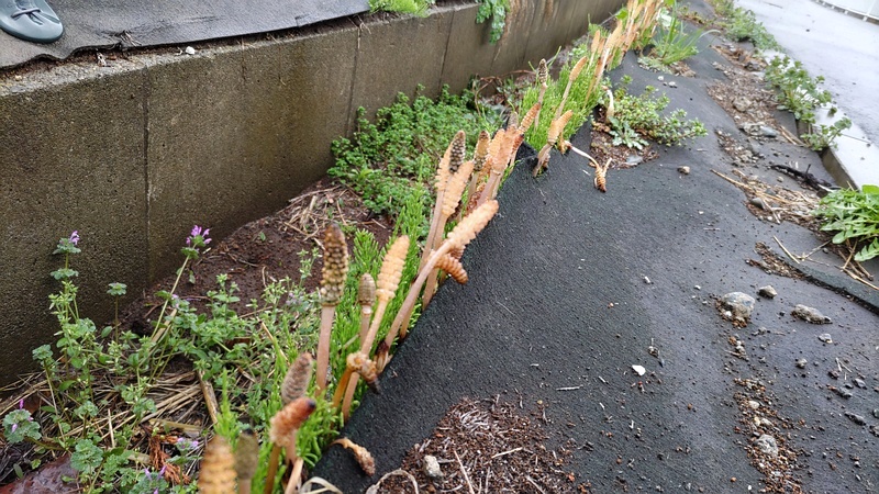 防草シートとツクシやホトケノザ 横浜市泉区和泉町
