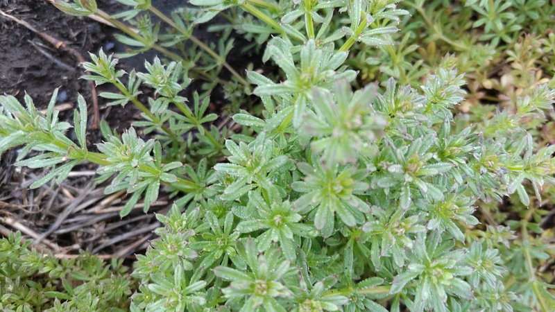 ヤエムグラ 横浜市泉区和泉町