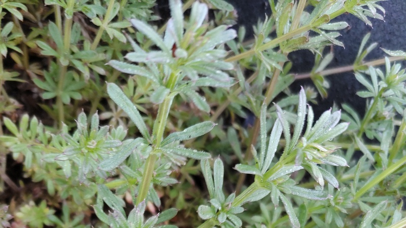 ヤエムグラ 横浜市泉区和泉町