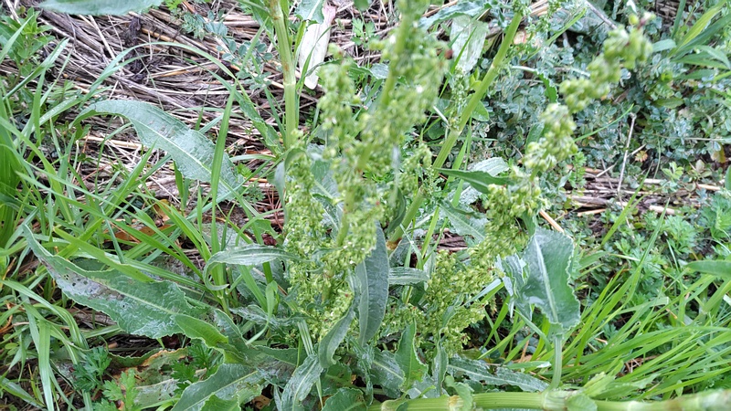 ナガバギシギシの花 横浜市泉区和泉町