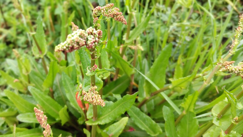 スイバの花 横浜市泉区和泉町